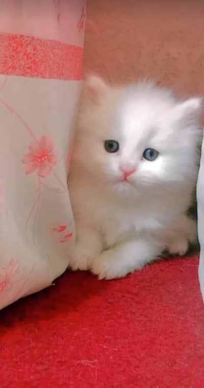 Persian male kitten for sale in okara