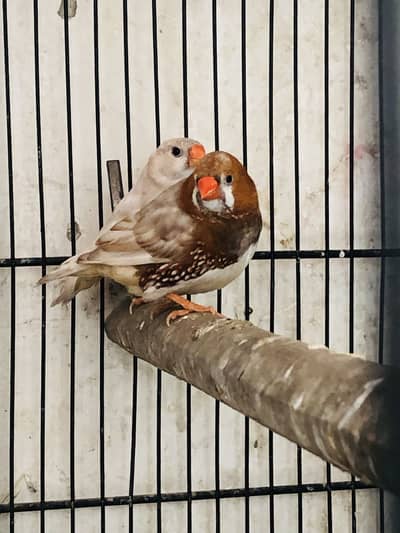 Orange mutation finch pair