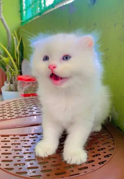 Persian female kitten for sale My WhatsApp number 03 25 022 67 56