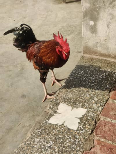 1 murgha 2000 final 2 4000 ka