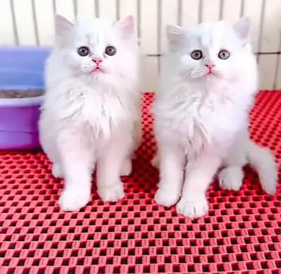 Persian female kitten for sale My WhatsApp number 03 25 022 67 56