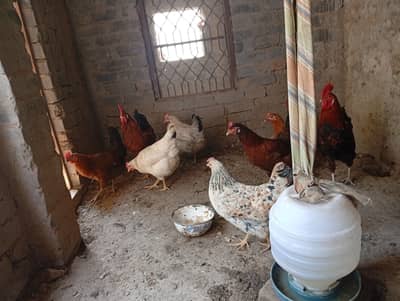 Hen's Sale in very cheap price