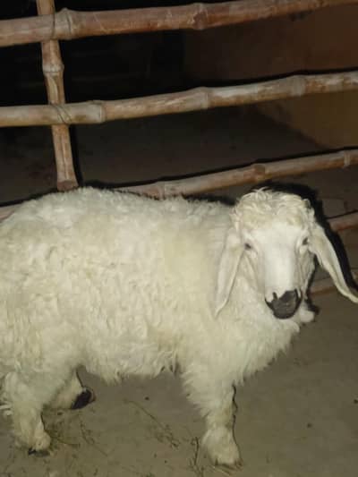 Chaki wala dumba for sale