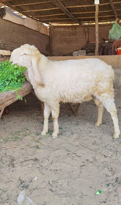 Larkana Dumba Kajla Turkey