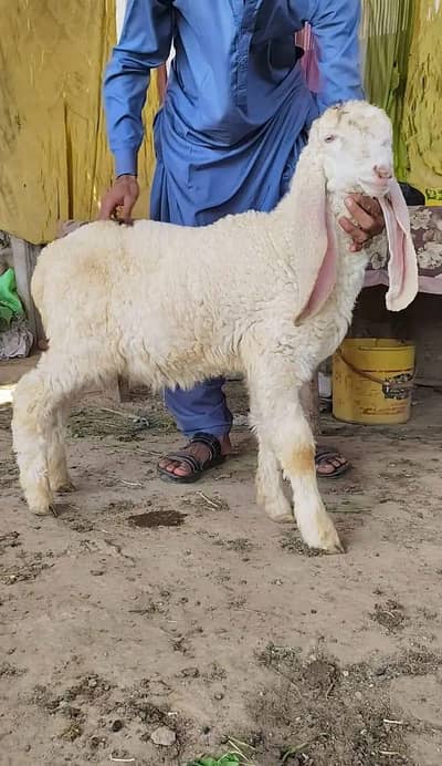 Larkana Dumba Kajla Turkey