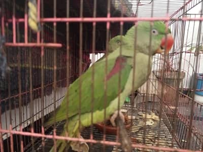Raw parrots pair for sale