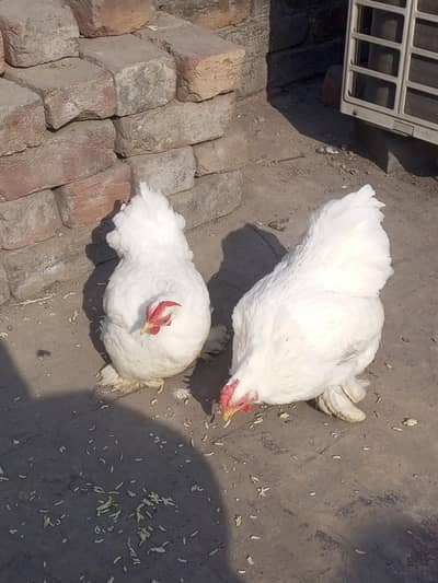 white bantum egg laying