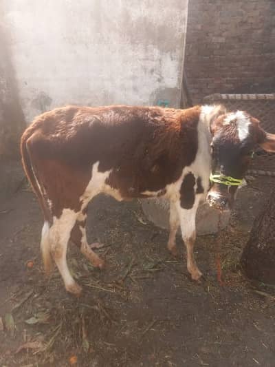 wacha wachi cow dondha urgen sale 0346 5594932