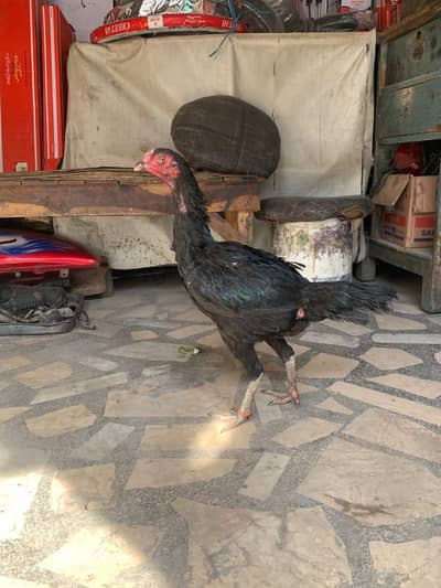 quality hen for sale.