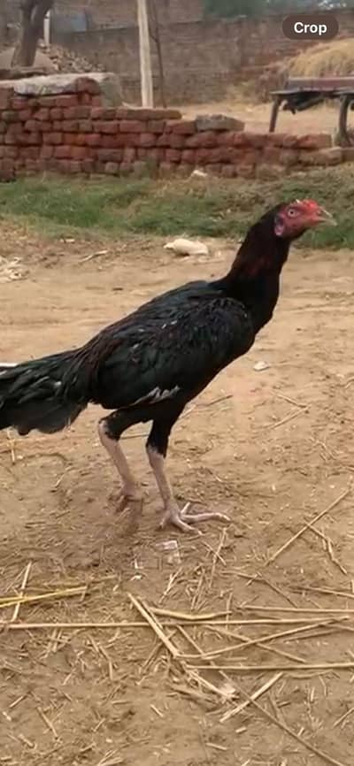 quality Murgha for sale.