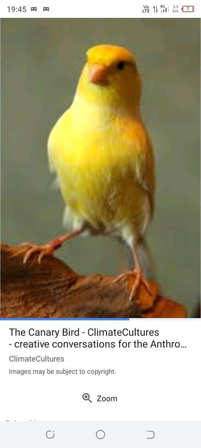 singing bird kanarry