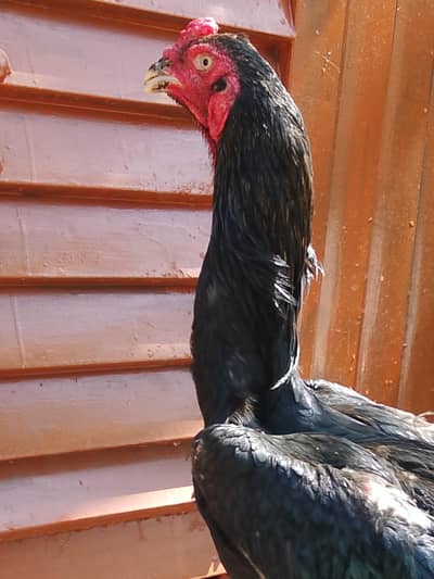 All Shamo Aseel Setup for Sale (0318-2990890)