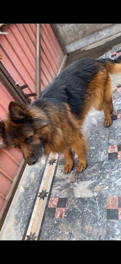 German shepherd Pink Pedigree Male