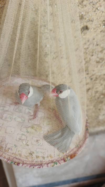 silver Java breeder pair