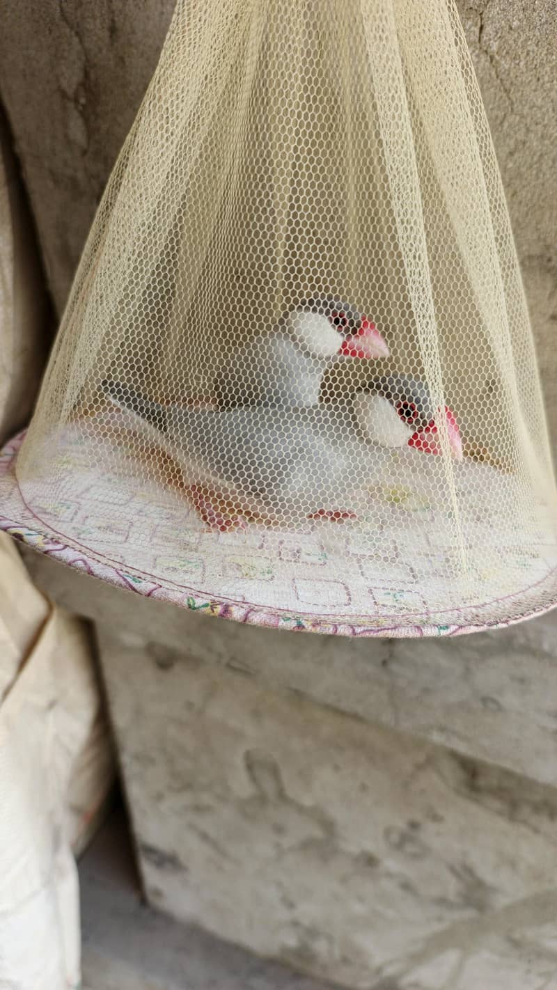 silver Java breeder pair 1