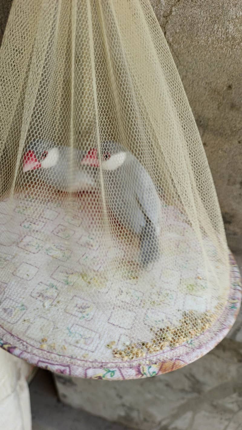 silver Java breeder pair 2