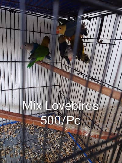 Complete Setup for Sale | Breeder Pairs | Mix Lovebirds | Cages