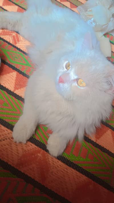 Persian male cat