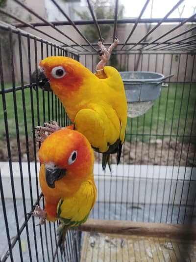 Sun conure breeder pair