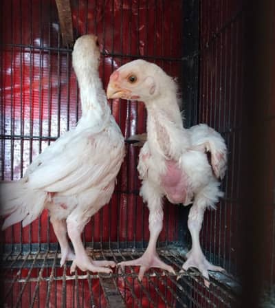 parrot beak aseel / indian parrot beak  /parrot beak long tail / hen