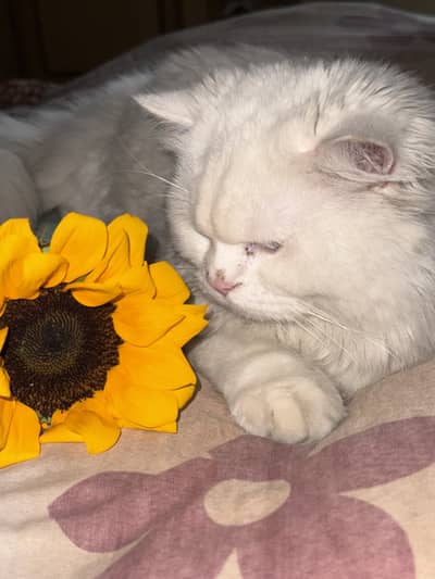 Triple coated, blue eyes, Fully vaccinated,White color