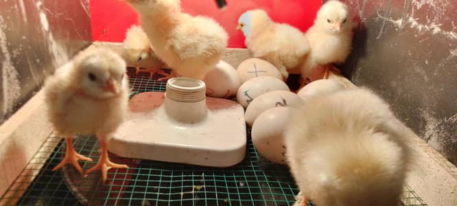 2days and 4weeks older Sussex Chicks for sale at reasoble price