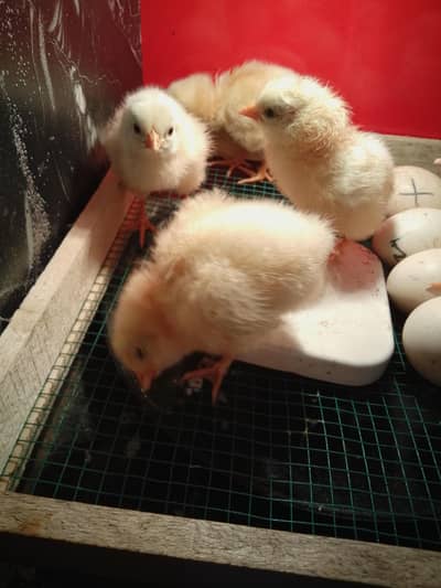 Sussex Chicks and Sussex breeder for sale