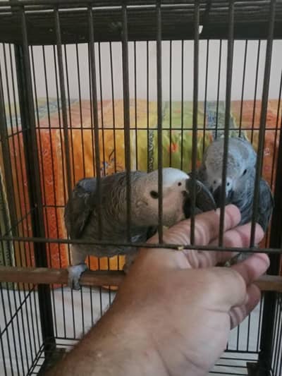 African Greys & Galah Cockatoo