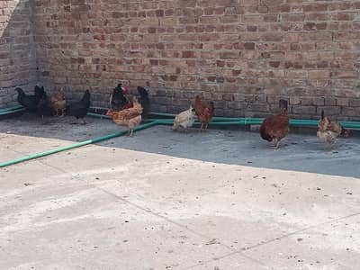hens for sale