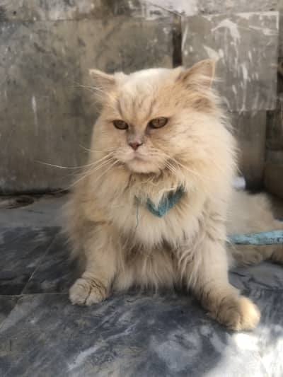 Persian male for sale