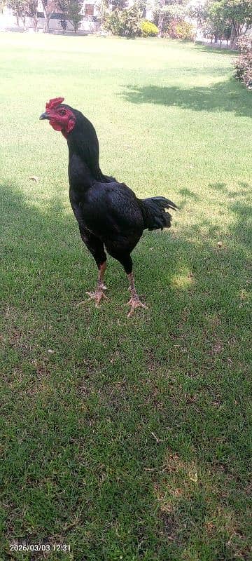 Aseel barmi patha for sale