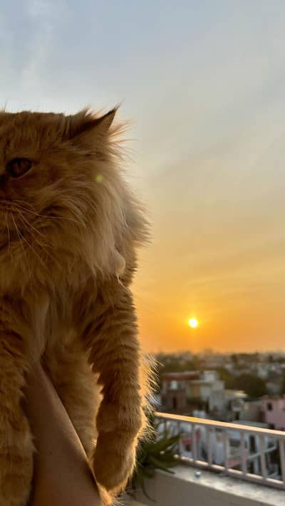 Tripple coated Male cat for matting