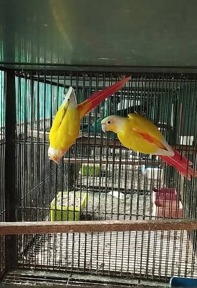 Suncheek High red Adult pair for sale