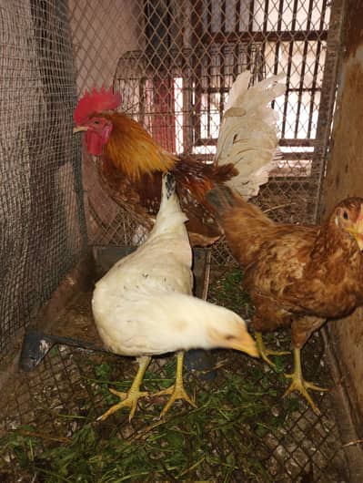 Lohman brown male 2 misri female