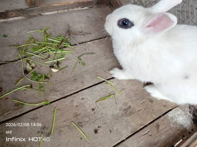 Rabbit Dwarf hotot female