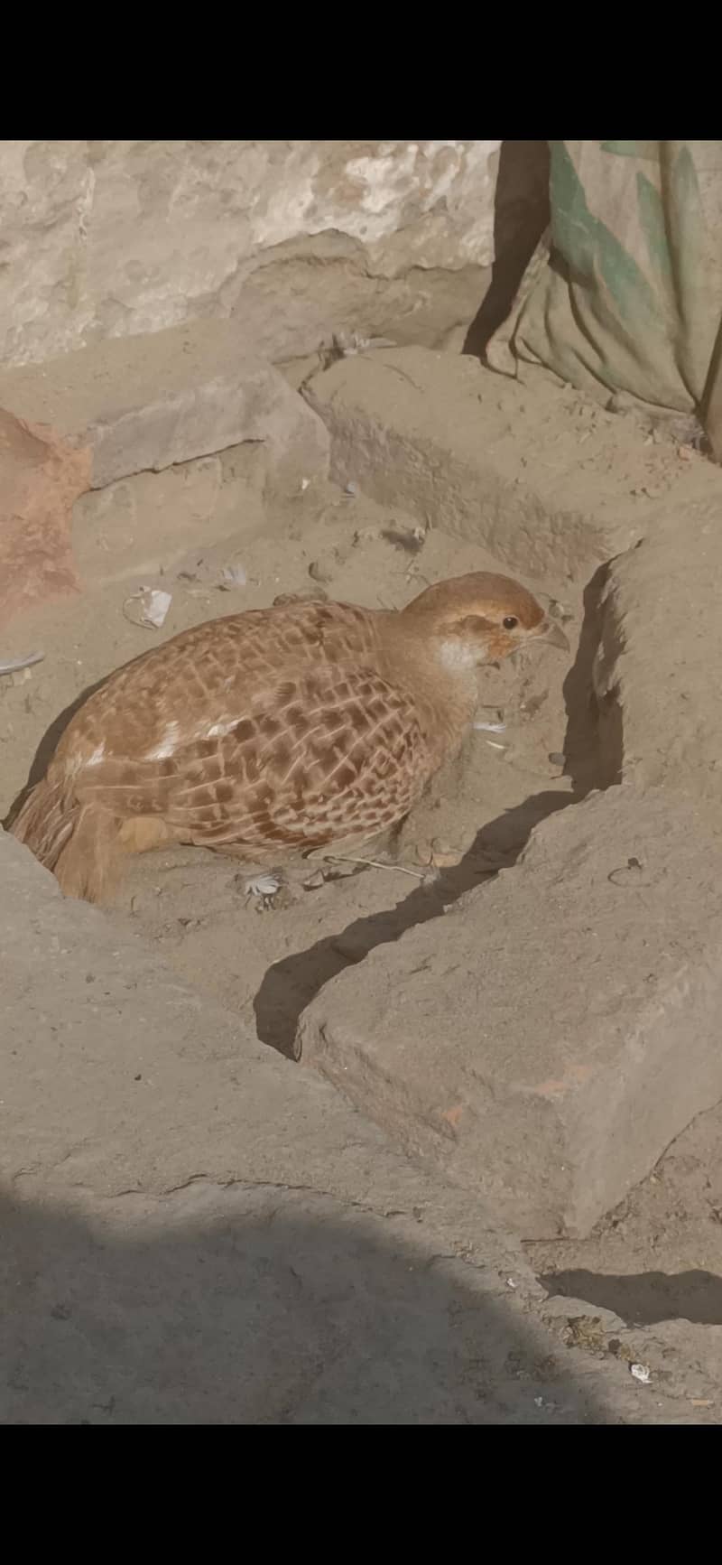 ایرانی بریڈر  فیمیل تیتر جمبوں سائز 0