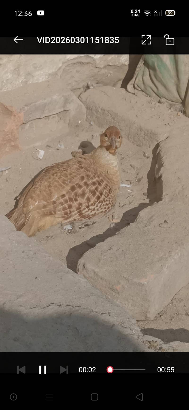 ایرانی بریڈر  فیمیل تیتر جمبوں سائز 1