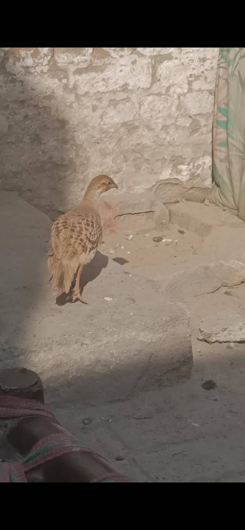 ایرانی بریڈر  فیمیل تیتر جمبوں سائز 2