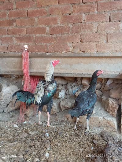 Full aseel burmi pakoay family for sale in lahore