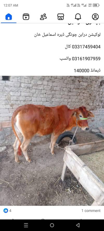 jarsi our Desi cros nasal hai