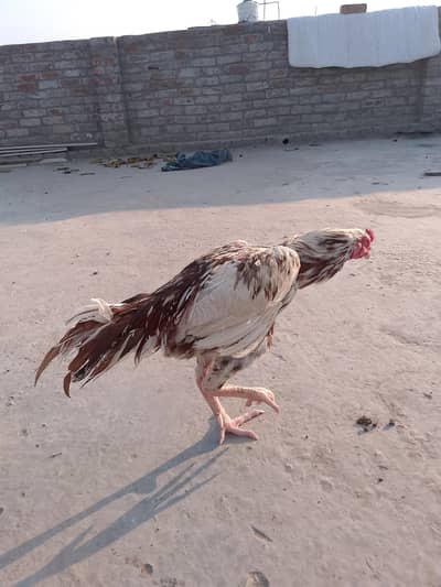 contact : 03028163980