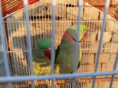 jora ha jora he sael Karna ha