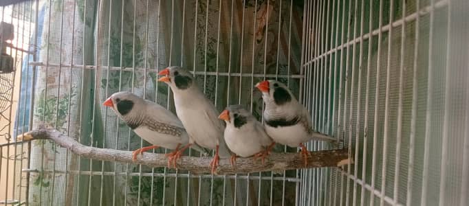 white chick/Ccfwbc/finch/finches