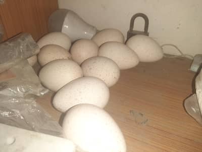 Turkey Fertile Eggs