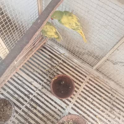 cage for sale in lahore