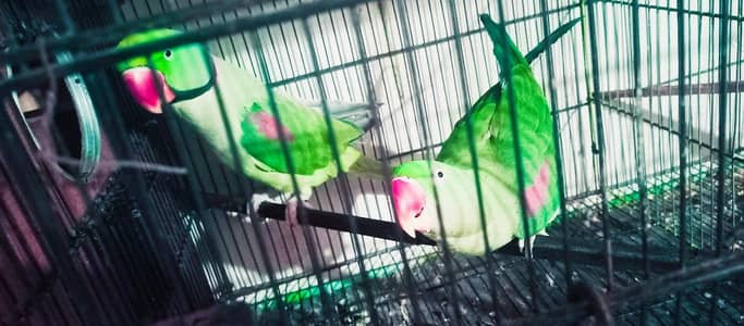 Original Alexandrine, king nig size  talking and tamed