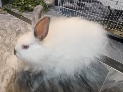angora rabbit (male) for sale