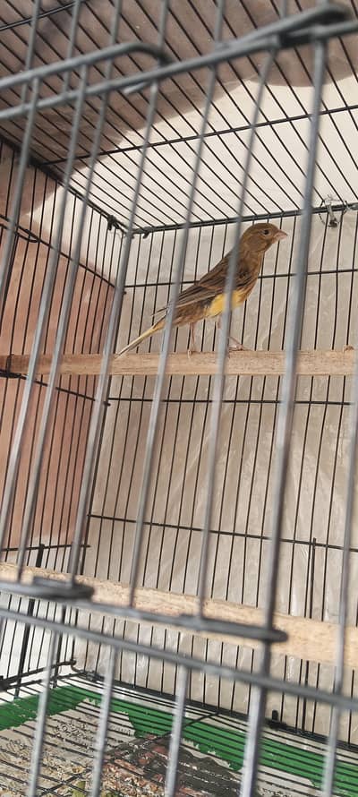five month male canary start  short singing with good  health.