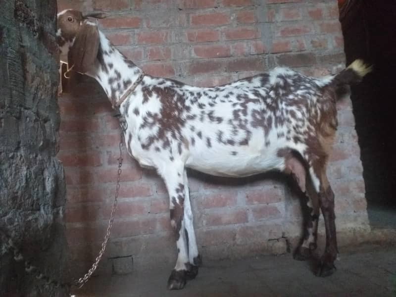 ساتھ دو بچے ہیں 0