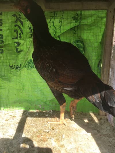 Aseel Sindhi for sale